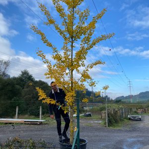 Ginkgo biloba, výška: 120-150 cm, kont. C18L - SAMEC